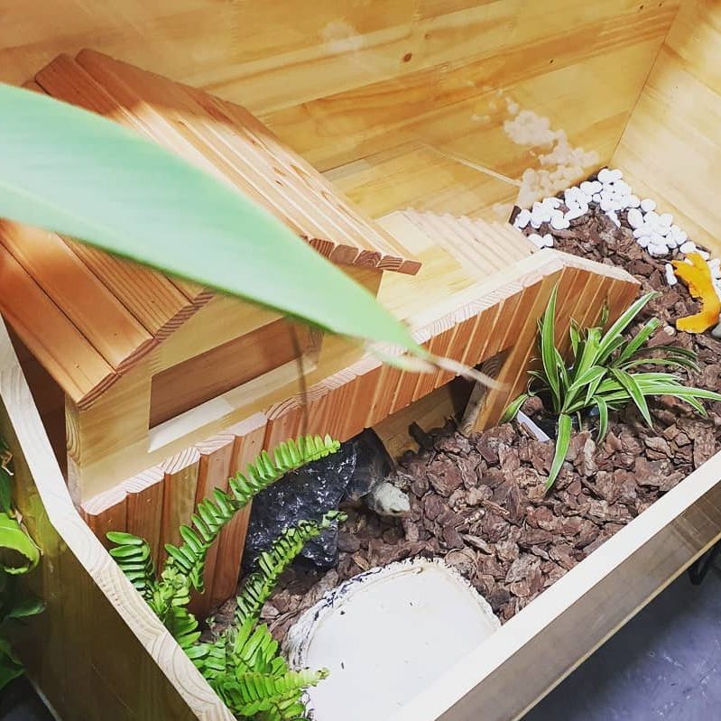 Chuồng nuôi rộng rãi đối với rùa Sulcata Chuồng nuôi rộng rãi đối với rùa Sulcata