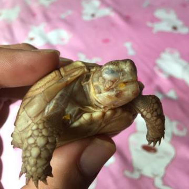 Bệnh về mắt của rùa Sulcata Bệnh về mắt của rùa Sulcata