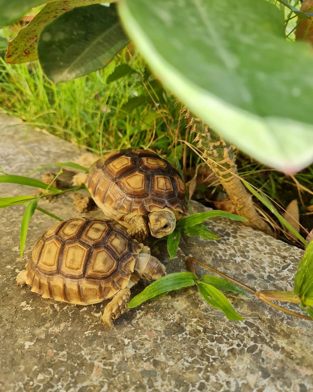 Tập tính giao phối của rùa Sulcata Tập tính giao phối của rùa Sulcata