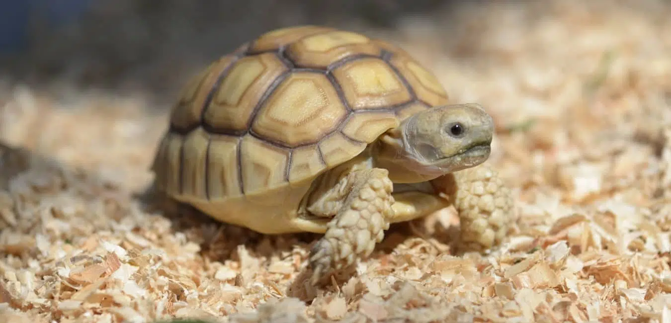 rùa sulcata ăn gì