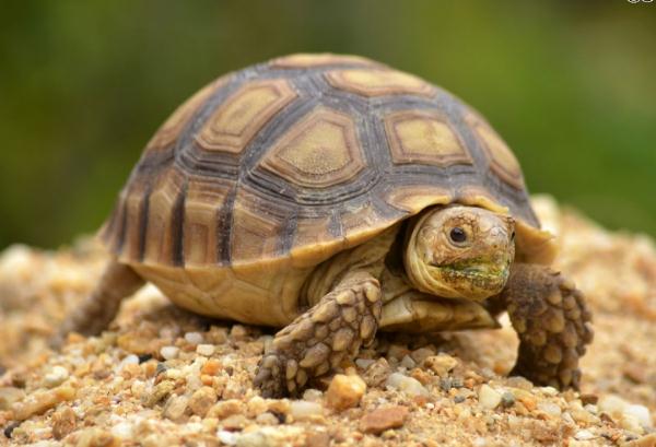 Triệu chứng rùa Sulcata bị mềm mai Triệu chứng rùa Sulcata bị mềm mai