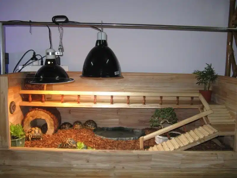 Cung cấp ánh sáng UVB phù hợp phòng tránh rùa Sulcata bị mềm mai Cung cấp ánh sáng UVB phù hợp phòng tránh rùa Sulcata bị mềm mai