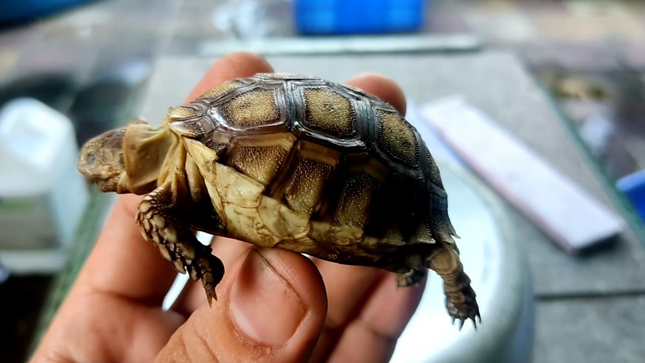 Nguyên nhân rùa Sulcata bị sổ mũi là gì? Nguyên nhân rùa Sulcata bị sổ mũi là gì?