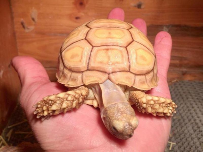 Rùa Sulcata bị mắt đỏ, sưng, chảy nước mắt Rùa Sulcata mắt đỏ, sưng, chảy nước mắt