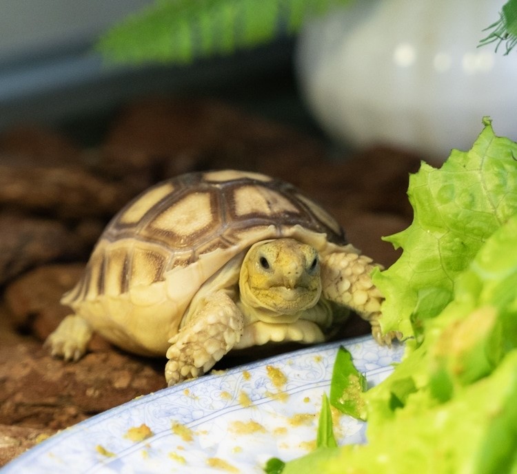 Dấu hiệu rùa sulcata bị tiêu chảy Dấu hiệu rùa sulcata bị tiêu chảy