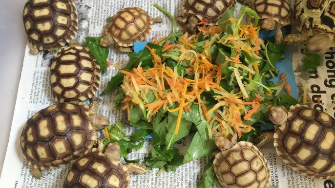 Nguyên nhân rùa sulcata bị tiêu chảy do chế độ ăn không phù hợp Nguyên nhân rùa sulcata bị tiêu chảy do chế độ ăn không phù hợp