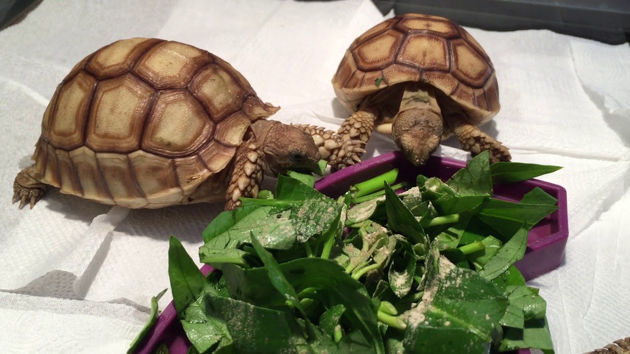 Điều chỉnh chế độ ăn cho rùa sulcata Điều chỉnh chế độ ăn cho rùa sulcata