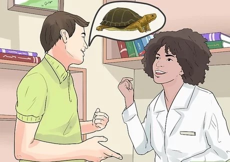 Chữa bệnh cho rùa cạn rùa Sulcata bỏ ăn ở phòng khám thú y chuyên khoa Chữa bệnh cho rùa cạn rùa Sulcata bỏ ăn ở phòng khám thú y chuyên khoa