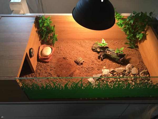 Rùa Sulcata bỏ ăn do nhiệt độ thay đổi Rùa Sulcata bỏ ăn do nhiệt độ thay đổi