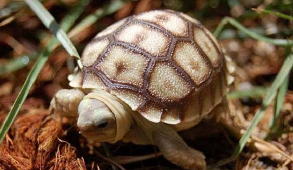 Rùa Sulcata ngủ đông nên bỏ ăn Rùa Sulcata ngủ đông nên bỏ ăn