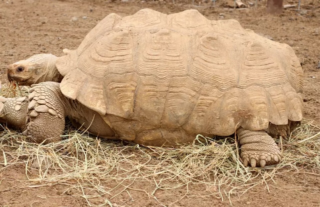 Dấu hiệu chung khi Rùa Sulcata bỏ ăn Dấu hiệu chung khi Rùa Sulcata bỏ ăn