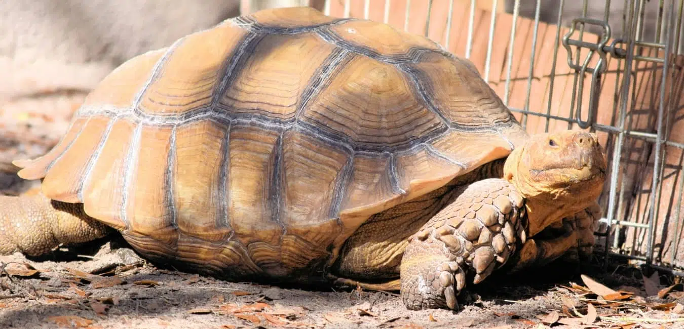 Kích thước Rùa Sulcata khổng lồ Kích thước Rùa Sulcata khổng lồ