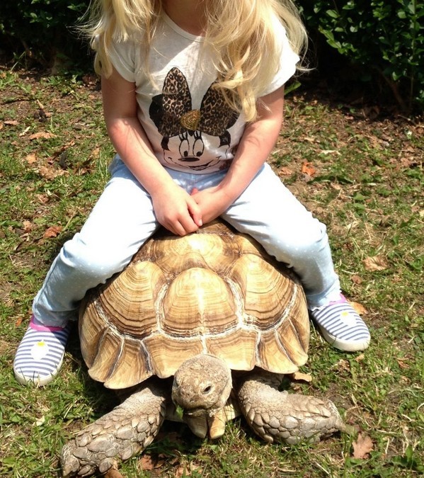 Đặc điểm sinh học Rùa Sulcata khổng lồ Đặc điểm sinh học Rùa Sulcata khổng lồ