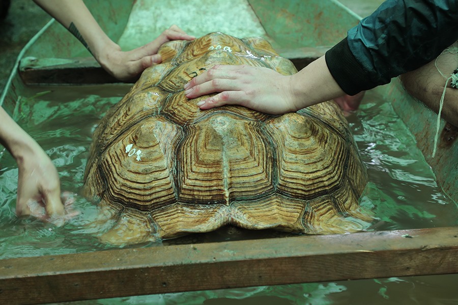 Kiểm tra tình trạng sức khỏe Rùa Sulcata khổng lồ Kiểm tra tình trạng sức khỏe Rùa Sulcata khổng lồ