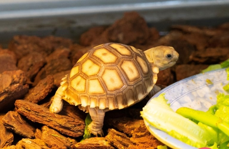 Tìm hiểu chung về rùa Sulcata Tìm hiểu chung về rùa Sulcata