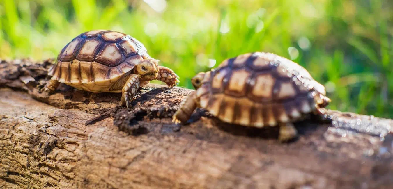 Vai trò của việc sinh sản đối với rùa Sulcata Vai trò của việc sinh sản đối với rùa Sulcata