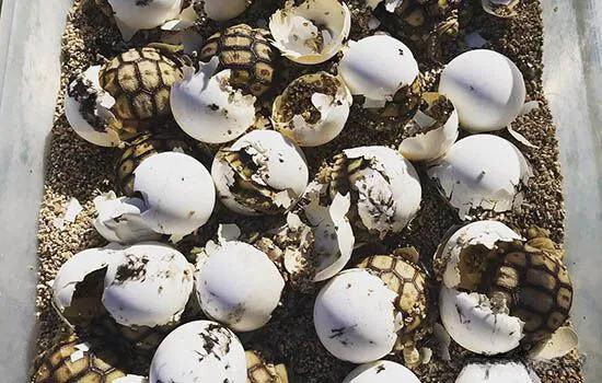 Qúa trình nở rùa con Qúa trình nở rùa con