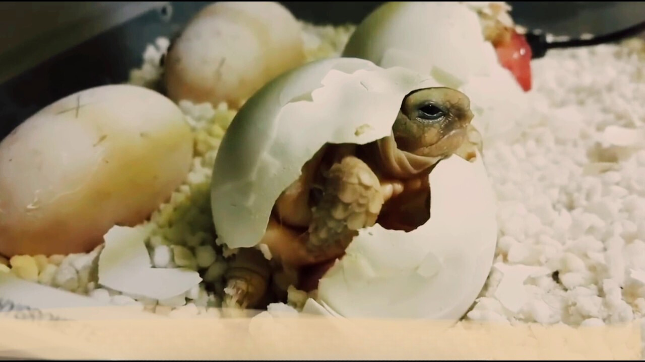 Vệ sinh và chăm sóc rùa Sulcata Vệ sinh và chăm sóc rùa Sulcata