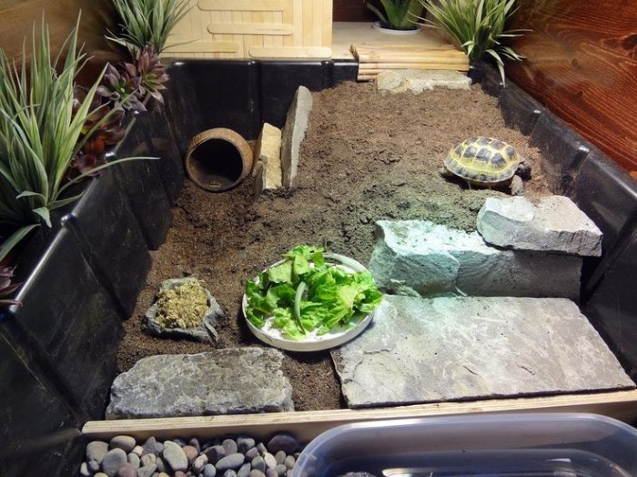 Vệ sinh môi trường sống cho rùa cảnh Vệ sinh môi trường sống cho rùa cảnh