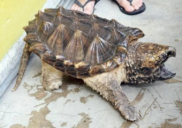 Tính khí hung hăng của Rùa Common Snapping Tính khí hung hăng của Rùa Common Snapping