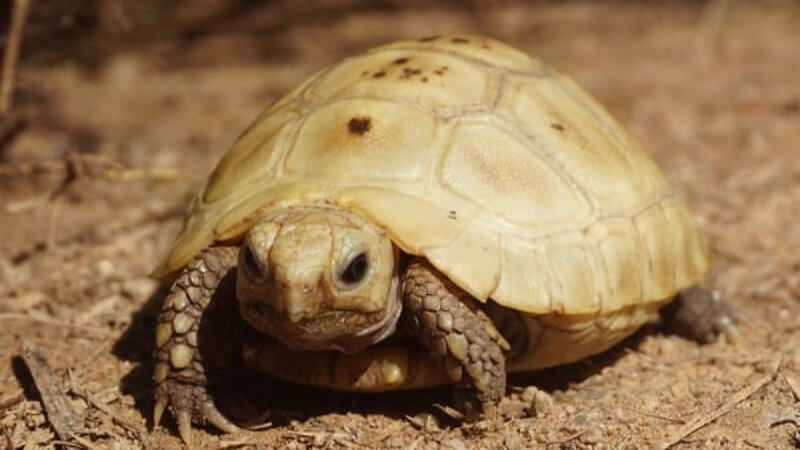 Chế độ ăn uống của rùa con Chế độ ăn uống của rùa con