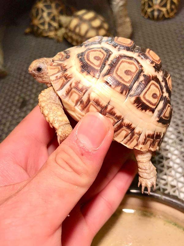 Cung cấp canxi và vitamin D3 Cung cấp canxi và vitamin D3