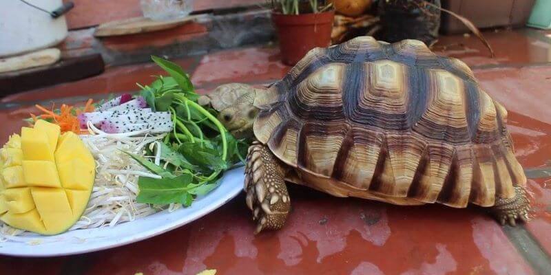 Thay đổi khẩu phần ăn cho rùa Thay đổi khẩu phần ăn cho rùa