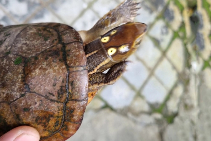 Rùa bốn mắt (Sacalia quadriocellata) Rùa bốn mắt (Sacalia quadriocellata)