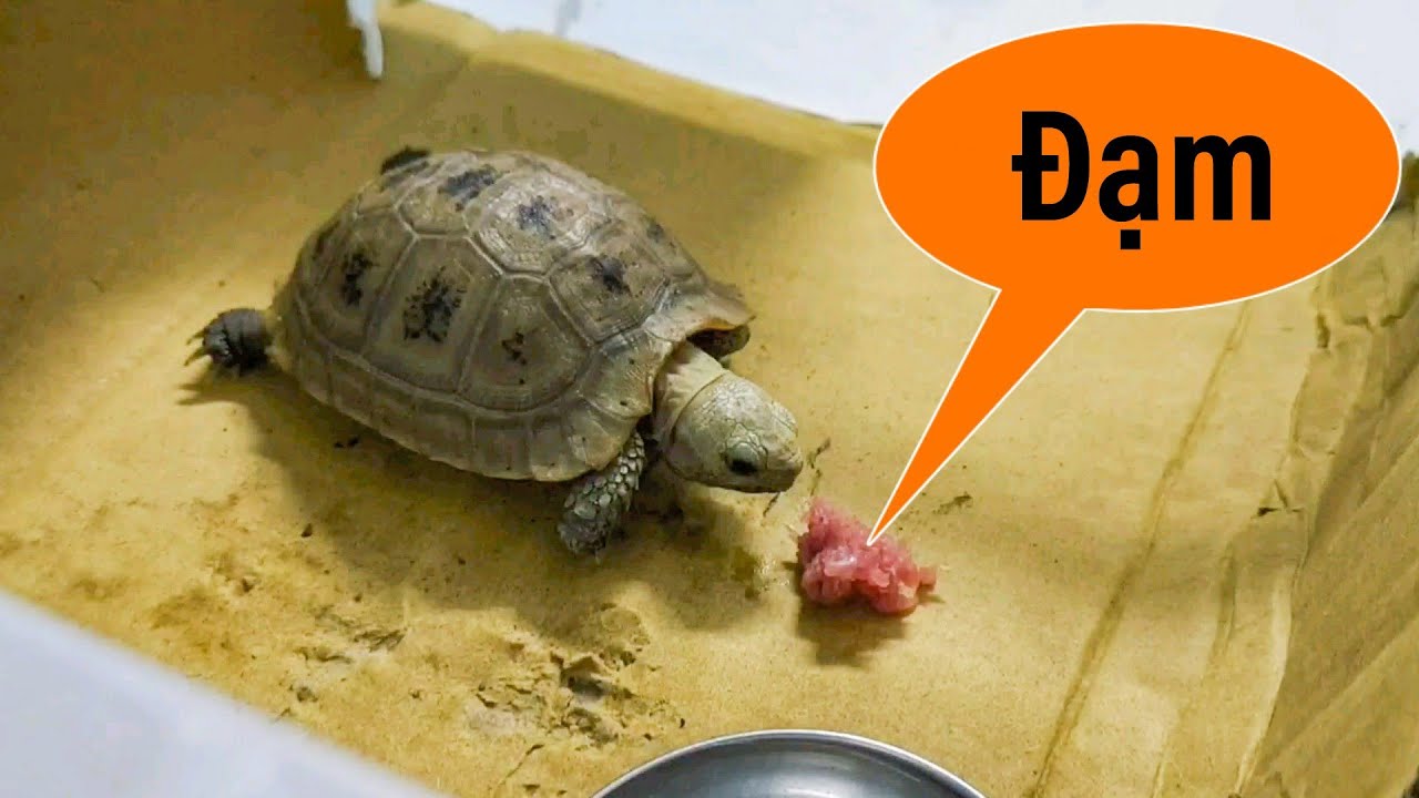 Căn chỉnh lượng thức ăn cho rùa Căn chỉnh lượng thức ăn cho rùa