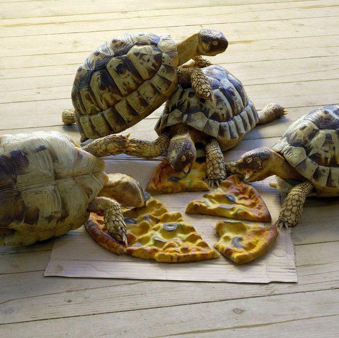 Tại sao rùa cạn con hay ăn vật lạ? Tại sao rùa cạn con hay ăn vật lạ?