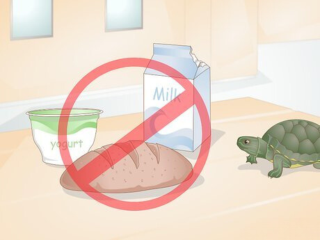 Cách xử lý rùa hay ăn linh tinh Cách xử lý rùa hay ăn linh tinh