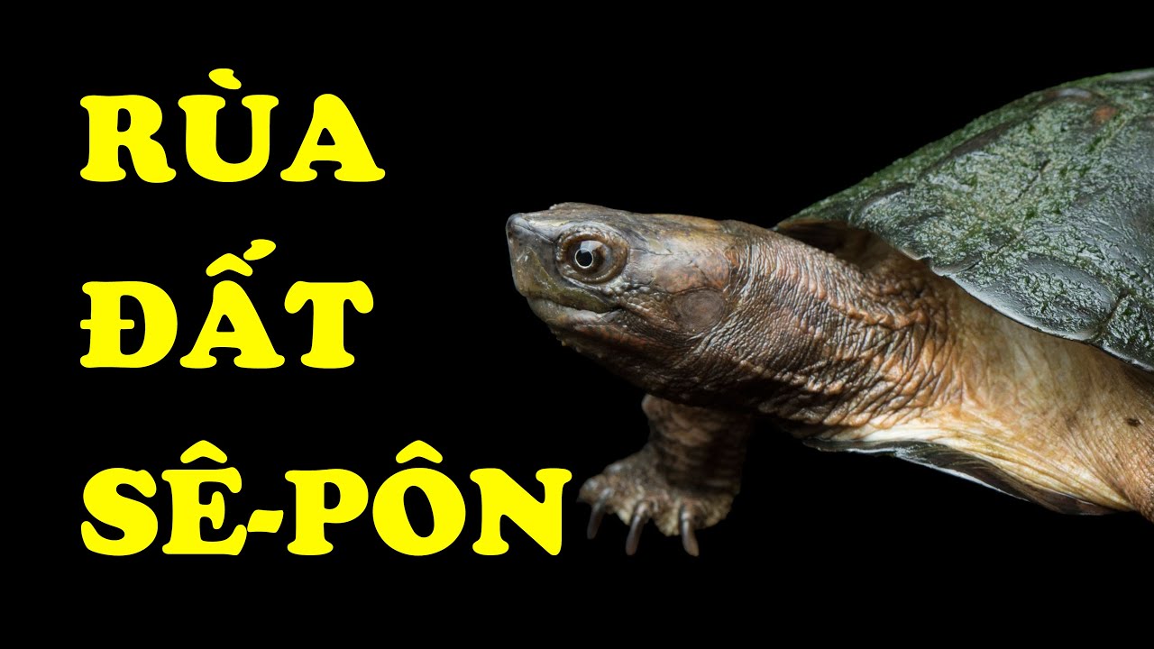 Rùa đất Sê-pôn Rùa đất Sê-pôn