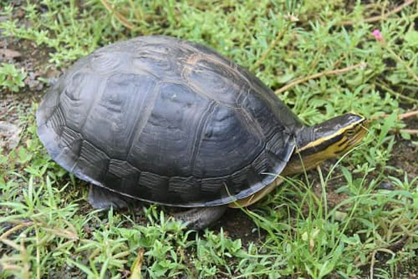 Rùa hộp lưng đen Rùa hộp lưng đen