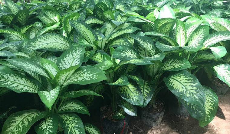 Cây vạn niên thanh Cây vạn niên thanh