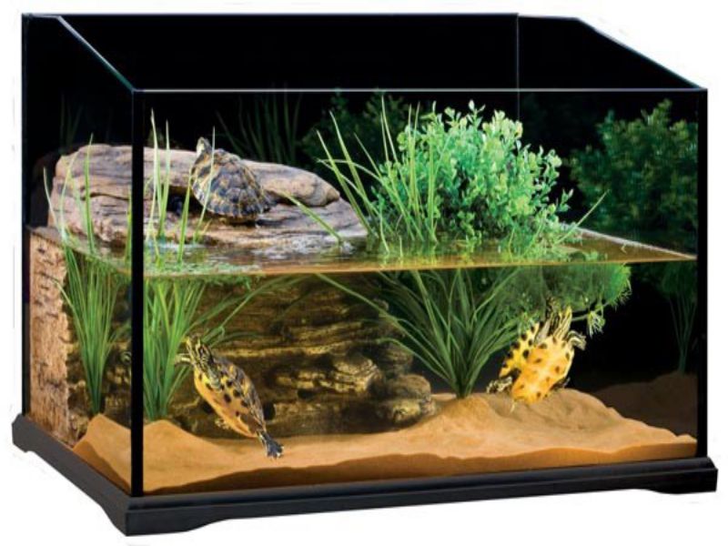 Thức ăn cho rùa nước có nguồn gốc thực vật Thức ăn cho rùa nước có nguồn gốc thực vật