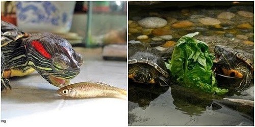 Rùa nước ăn tất cả các loại cá nước ngọt Rùa nước ăn tất cả các loại cá nước ngọt