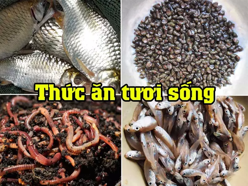 Thức ăn cho rùa nước có nguồn gốc động vật Thức ăn cho rùa nước có nguồn gốc động vật