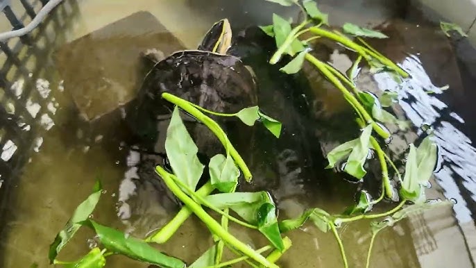 Kiểm soát chế độ ăn của rùa nước trưởng thành Kiểm soát chế độ ăn của rùa nước trưởng thành