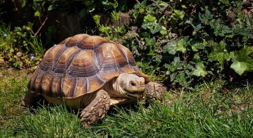 Giới thiệu về rùa Sulcata Giới thiệu về rùa Sulcata