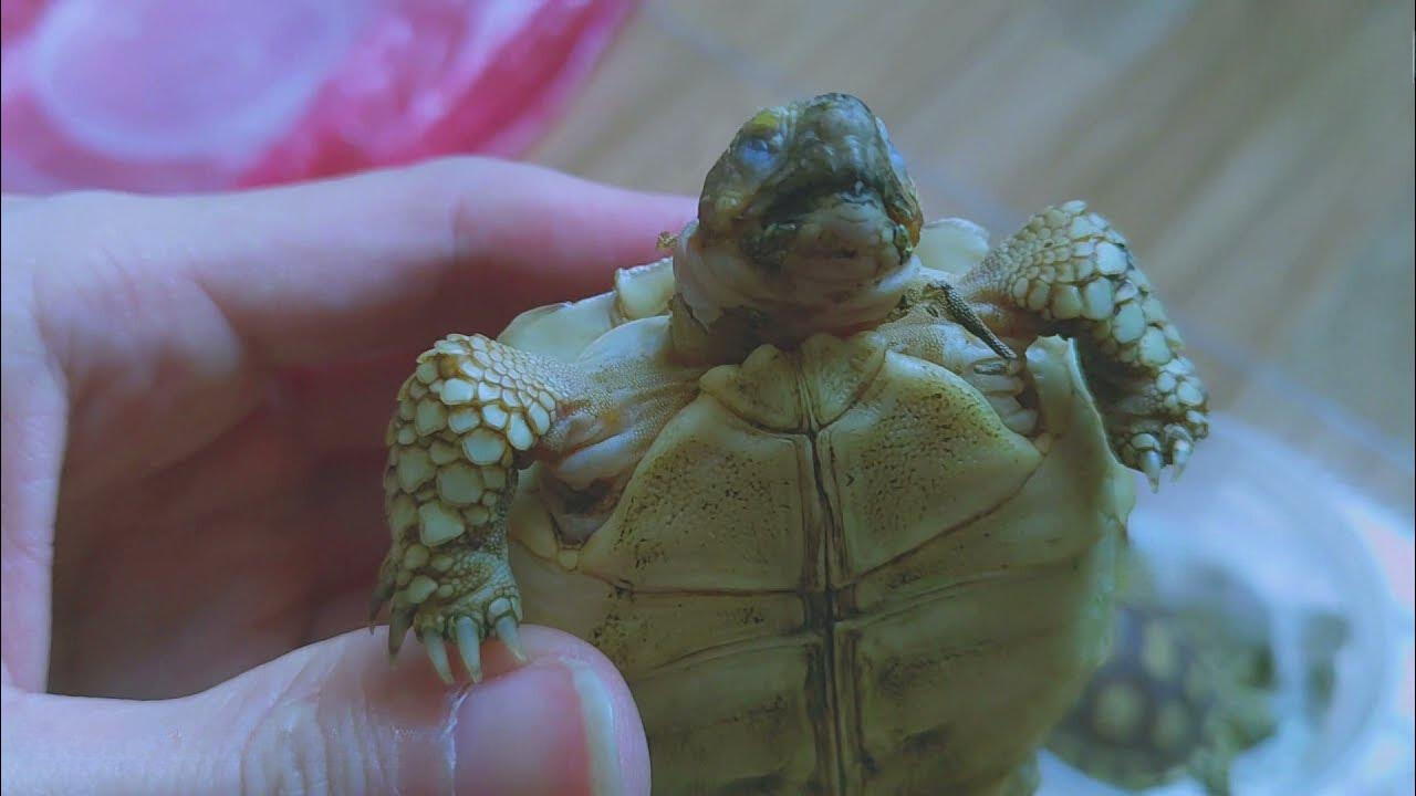 Nguyên nhân rùa Sulcata bị herpes Nguyên nhân rùa Sulcata bị herpes