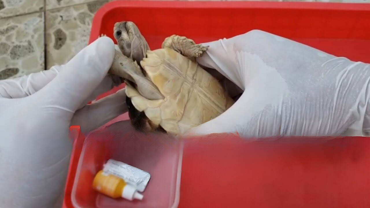 Xuất hiện vết loét trên da và niêm mạc Xuất hiện vết loét trên da và niêm mạc