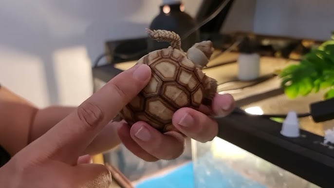 Kiểm tra tiền sử sức khỏe rùa Sulcata bị herpes Kiểm tra tiền sử sức khỏe rùa Sulcata bị herpes