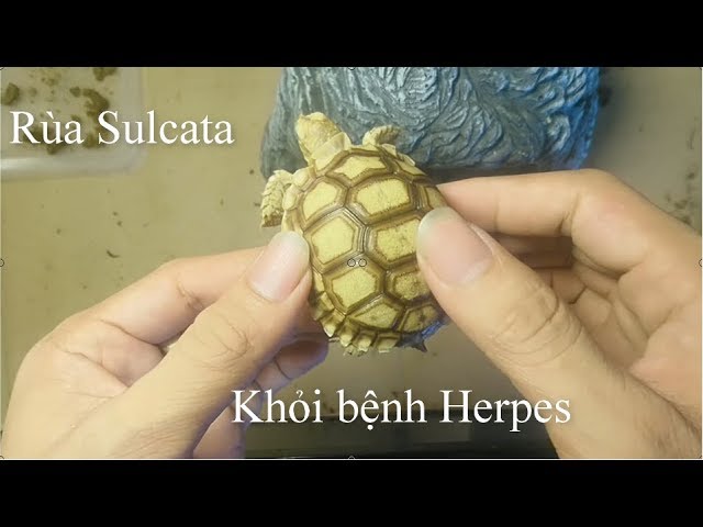 Điều trị rùa Sulcata bị herpes hiệu quả Điều trị rùa Sulcata bị herpes hiệu quả