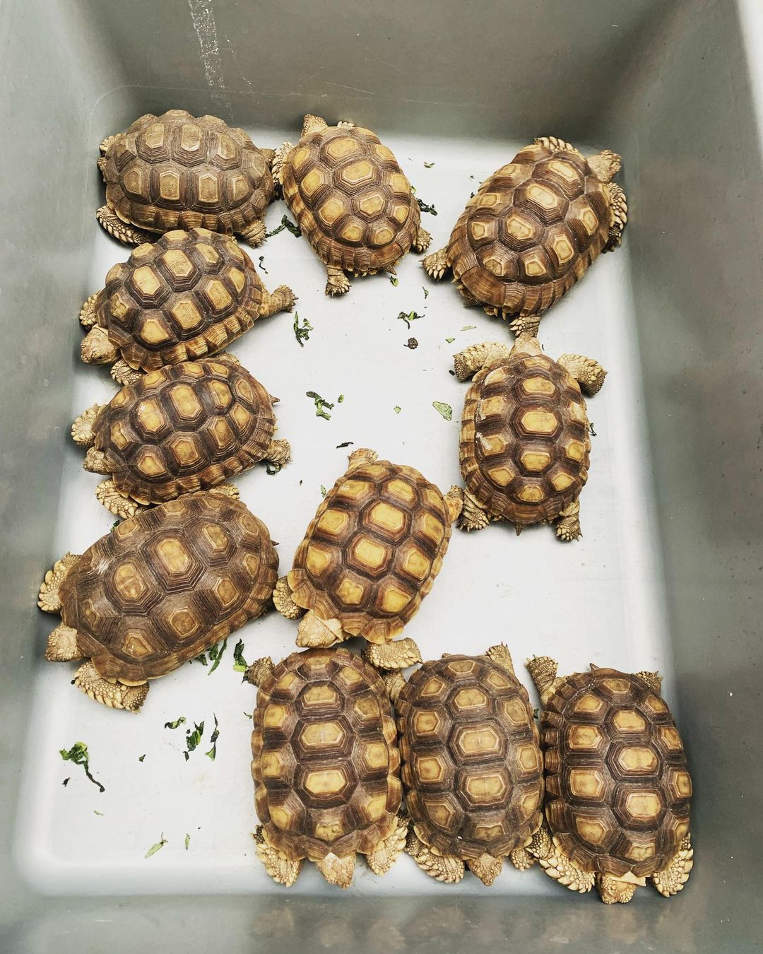 Giữ môi trường sống sạch sẽ phòng ngừa về tình trạng rùa Sulcata bị herpes Giữ môi trường sống sạch sẽ phòng ngừa về tình trạng rùa Sulcata bị herpes