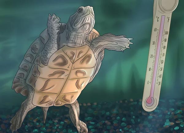 Nhiệt độ của nước nuôi rùa Tai Đỏ Nhiệt độ của nước nuôi rùa Tai Đỏ