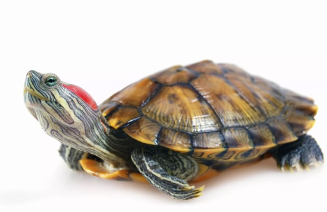 Rùa Tai Đỏ bỏ ăn do nhiệt độ thay đổi Rùa Tai Đỏ bỏ ăn do nhiệt độ thay đổi