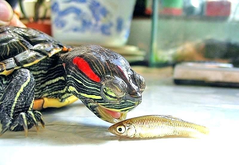 Cách nuôi rùa Tai Đỏ con không bị thiếu dinh dưỡng Cách nuôi rùa Tai Đỏ con không bị thiếu dinh dưỡng