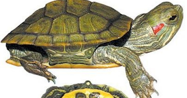 Hướng dẫn nuôi rùa Tai Đỏ cảnh khi bị cảm cúm Hướng dẫn nuôi rùa Tai Đỏ cảnh khi bị cảm cúm