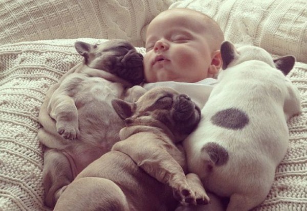 Chó Bull Pháp người bạn đồng hành tuyệt vời của gia đình