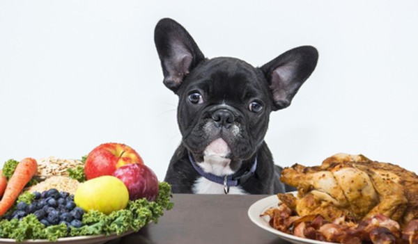 Chế độ dinh dưỡng dành cho chó Bull Pháp